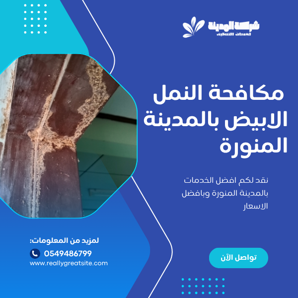 مكافحة النمل الابيض بالمدينة المنورة